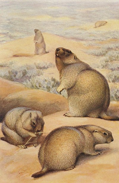 Marmots by Alfred Brehm
